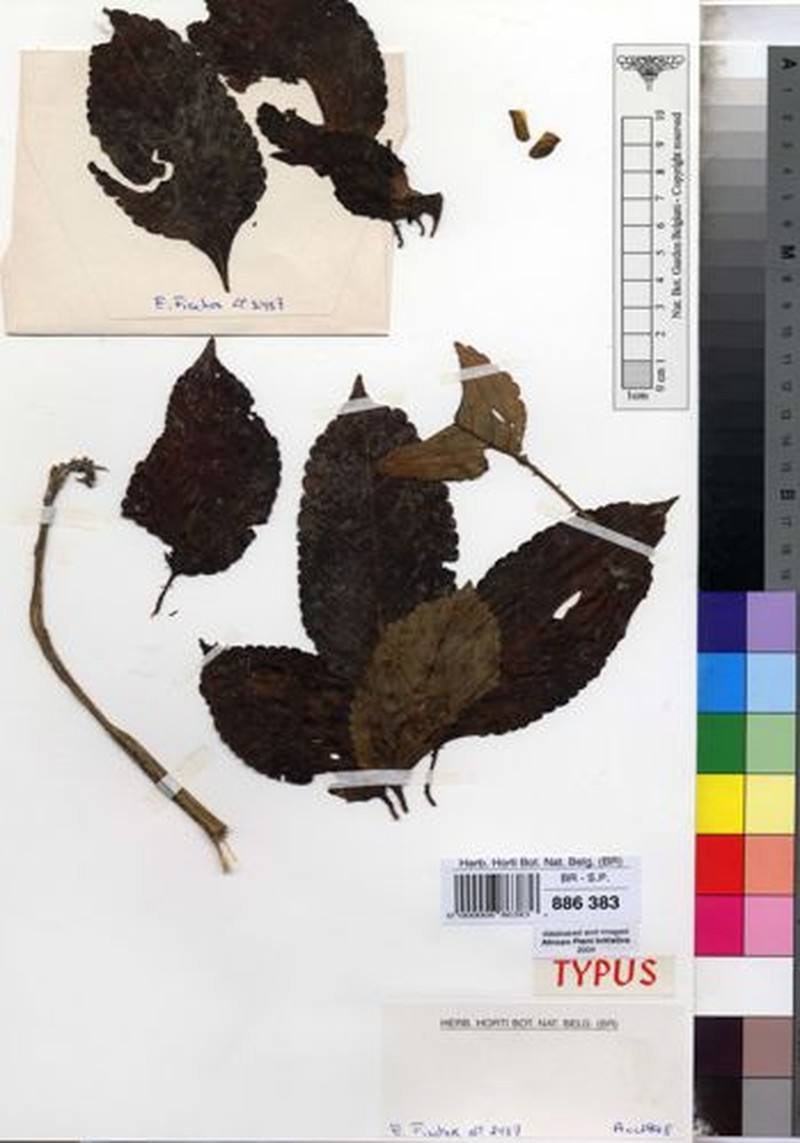 Impatiens clavicalcar photo 4