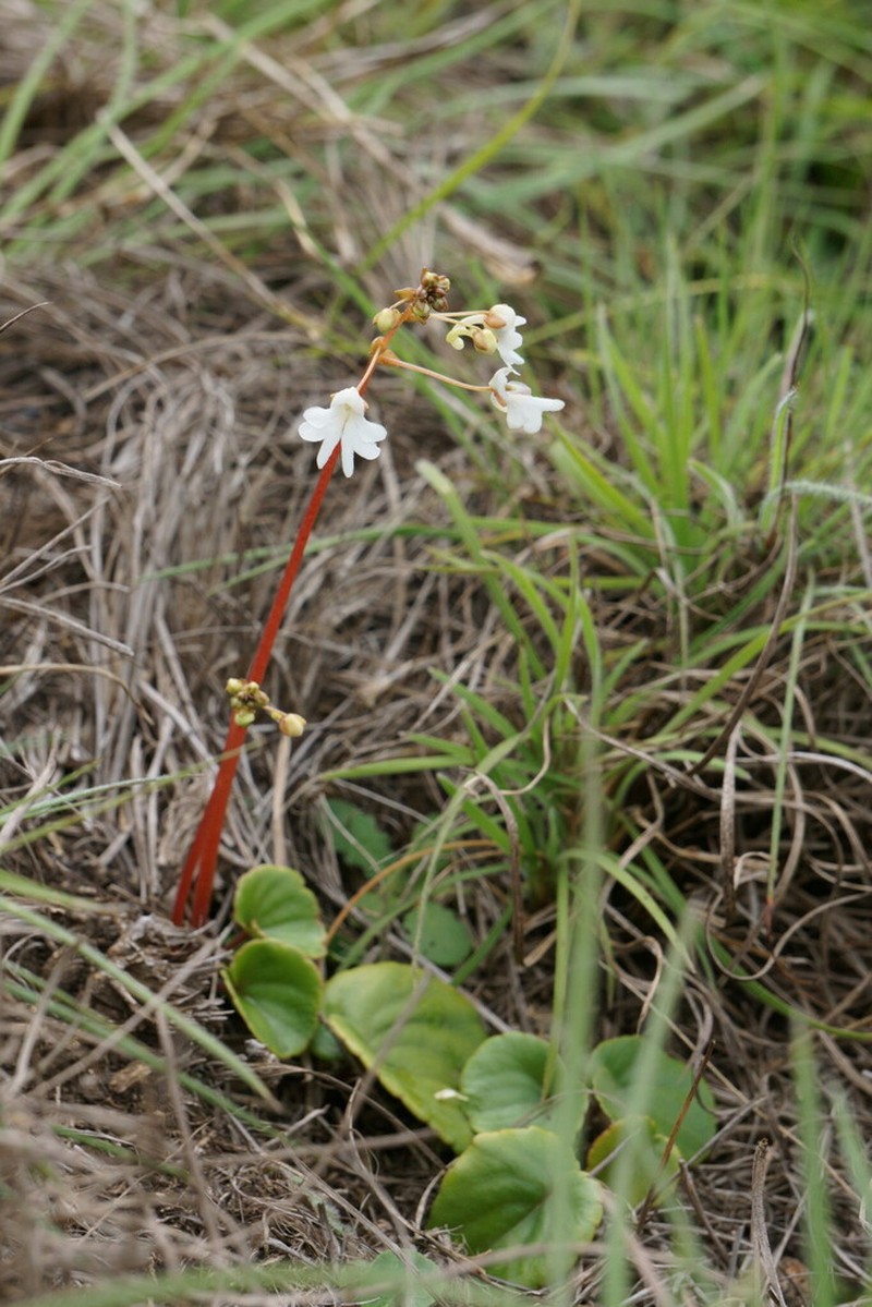 Impatiens clavicornu
