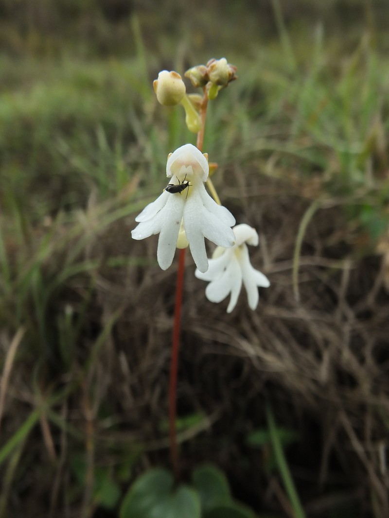 Impatiens clavicornu photo 2