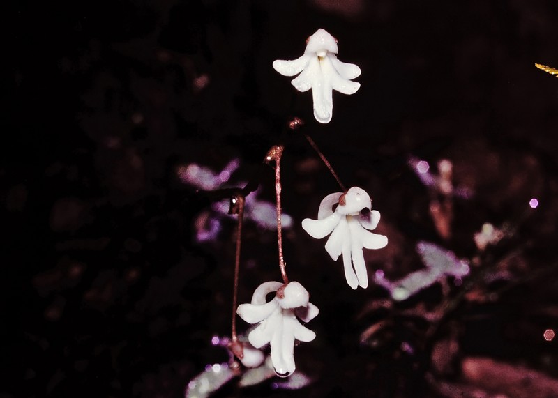 Impatiens clavicornu photo 3