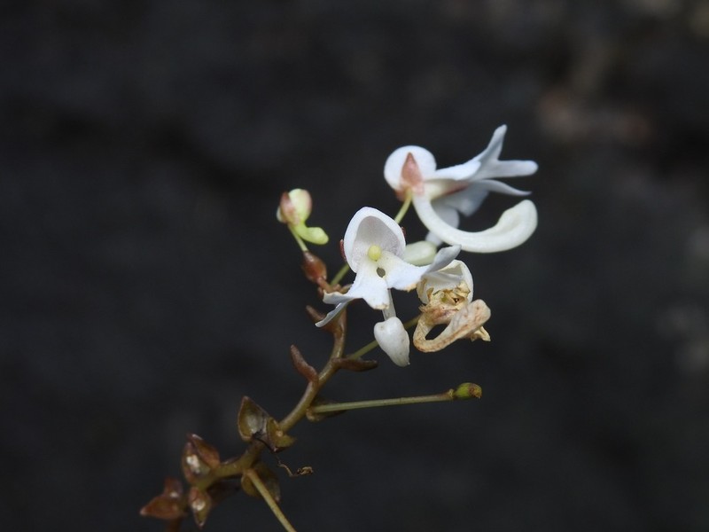 Impatiens clavicornu photo 4