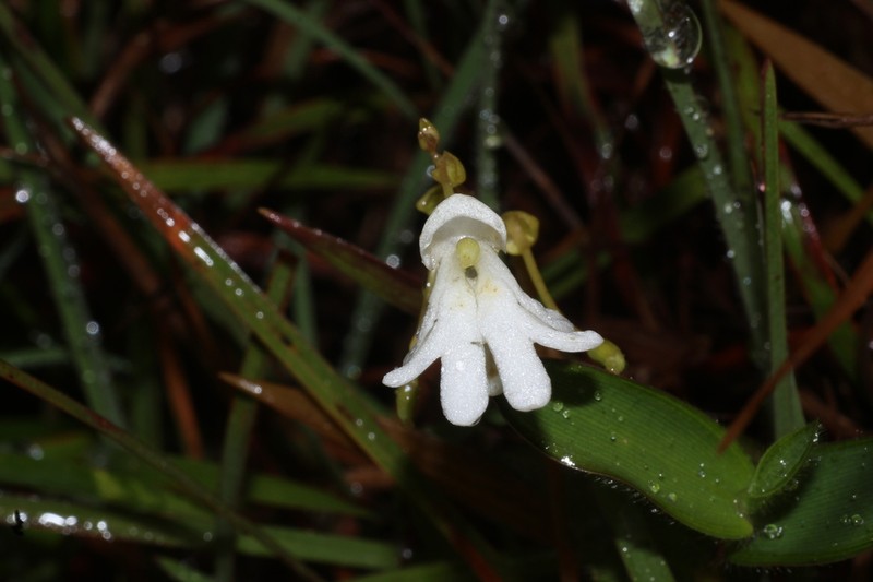 Impatiens clavicornu photo 5