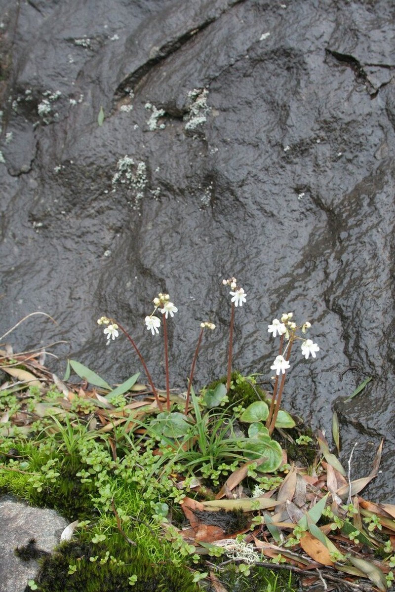 Impatiens clavicornu photo 6