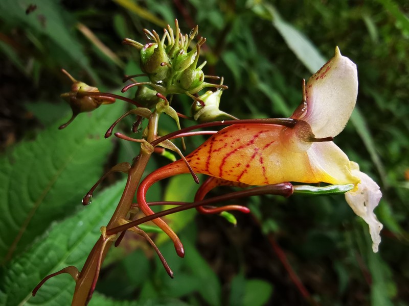 Impatiens clavicuspis photo 2