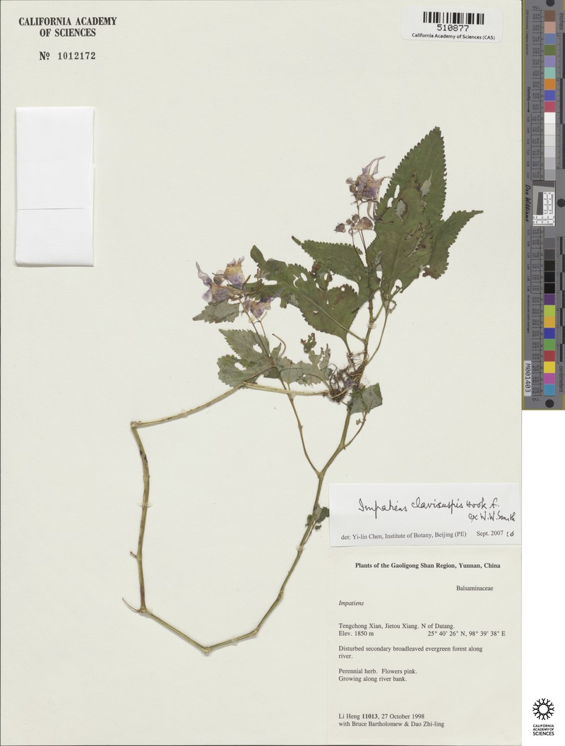 Impatiens clavicuspis photo 3