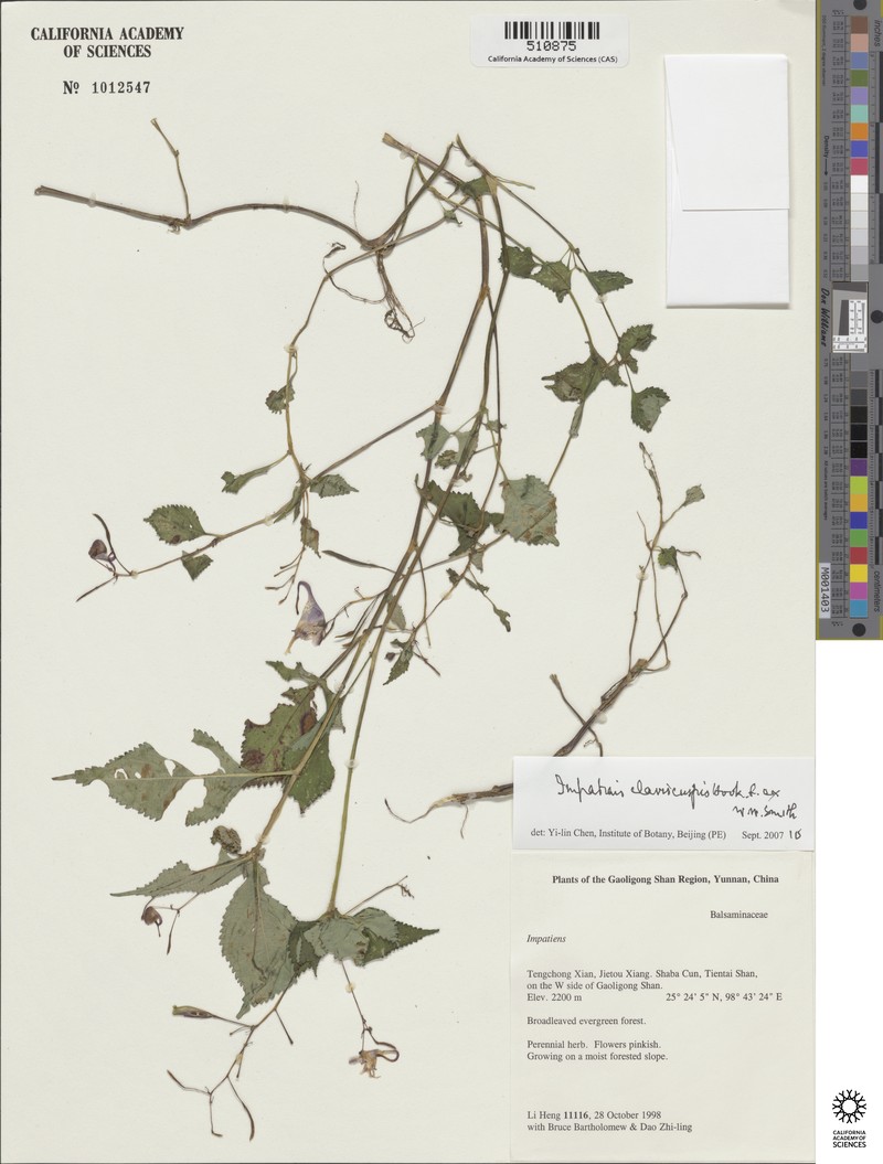 Impatiens clavicuspis photo 4