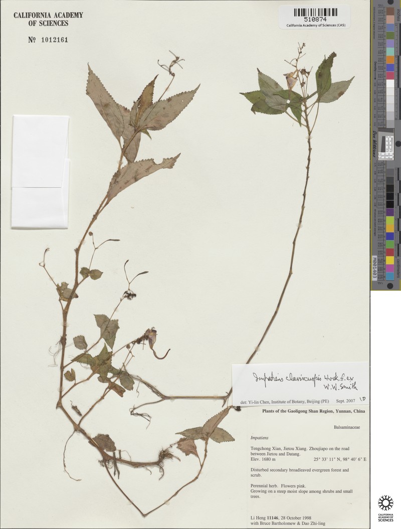 Impatiens clavicuspis photo 5