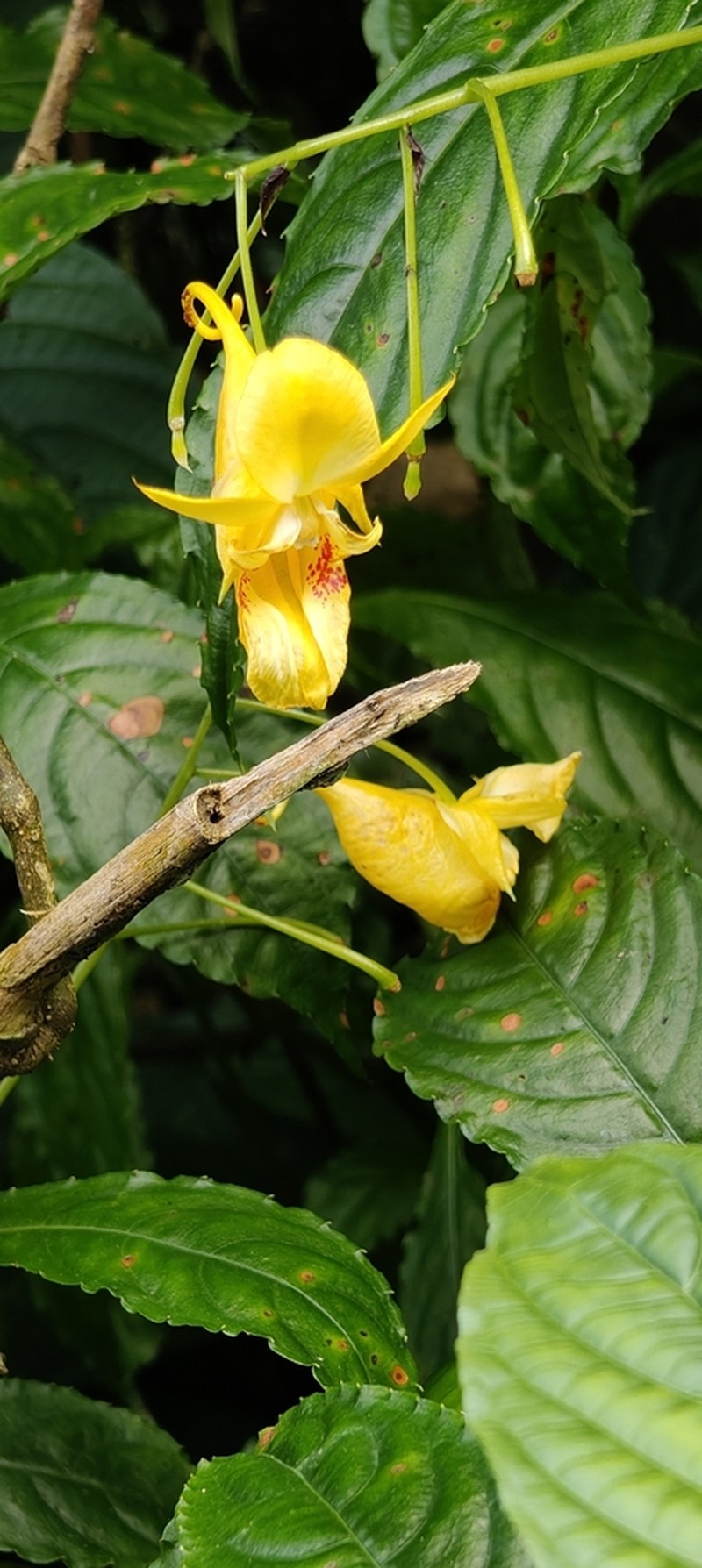 Impatiens clavigera