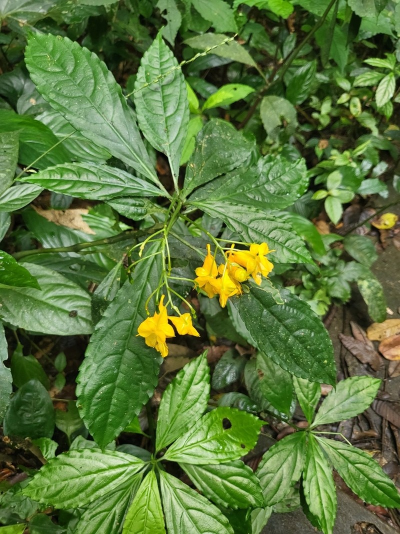 Impatiens clavigera photo 2
