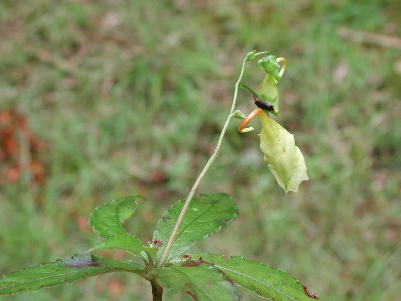 Impatiens clavigera photo 3
