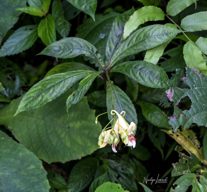 Impatiens clavigera photo 4