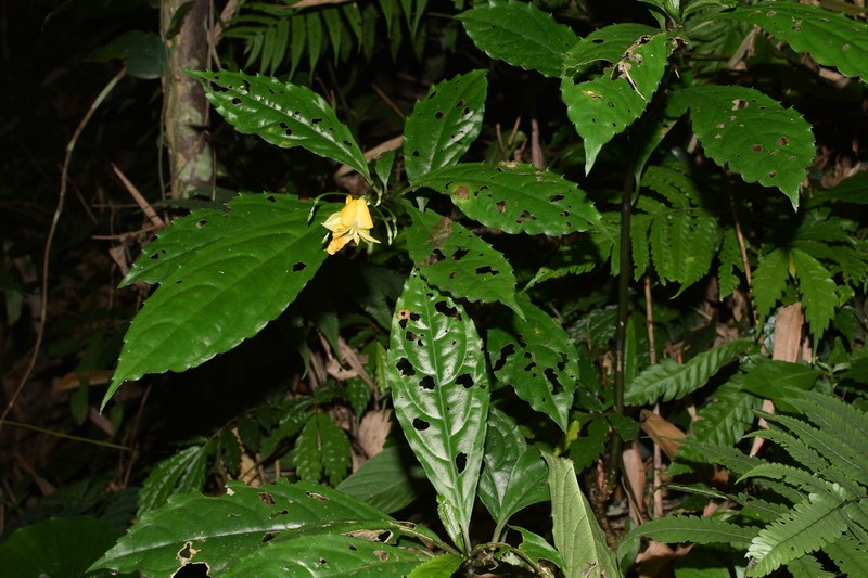 Impatiens clavigera photo 5