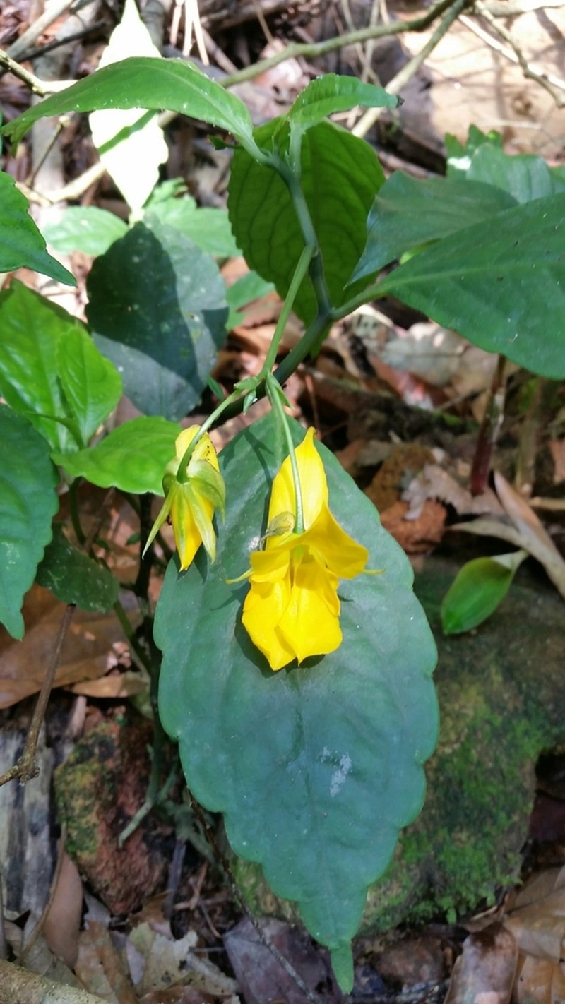 Impatiens clavigera photo 6