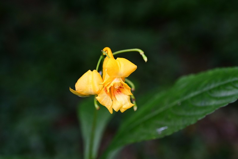 Impatiens clavigera photo 7