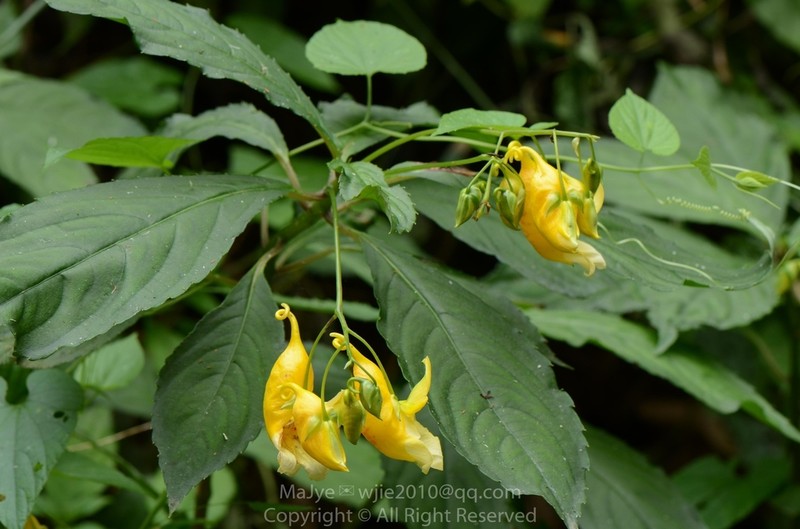 Impatiens clavigera photo 8