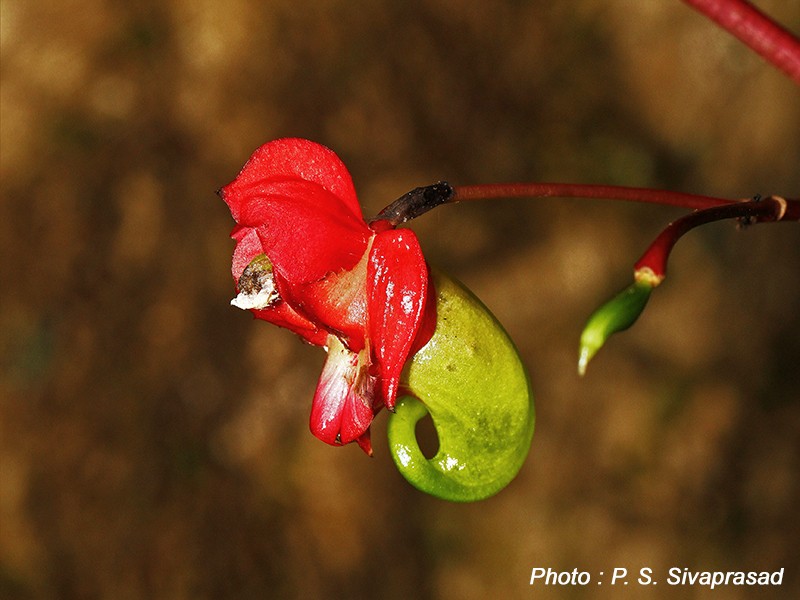 Impatiens coelotropis photo 3