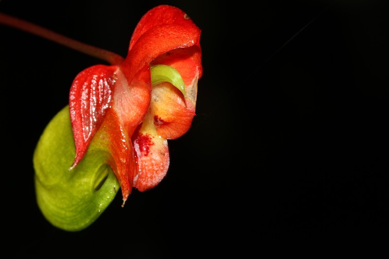 Impatiens coelotropis