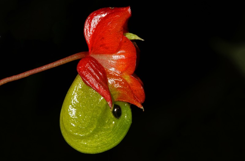 Impatiens coelotropis photo 4