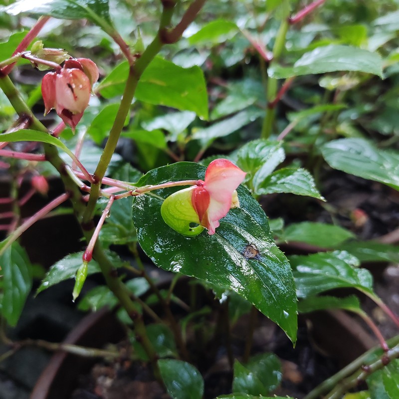 Impatiens coelotropis photo 5