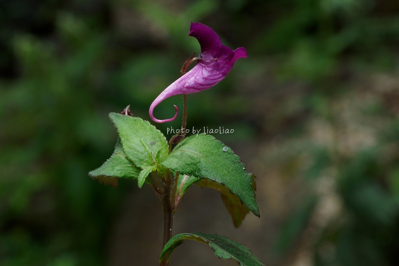 Impatiens commelinoides
