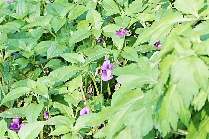 Impatiens commelinoides photo 2