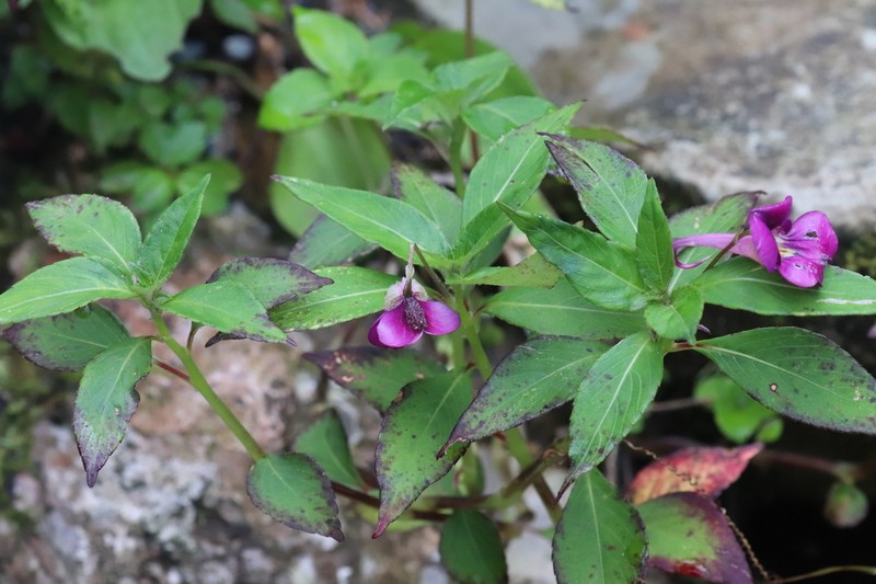 Impatiens commelinoides photo 3