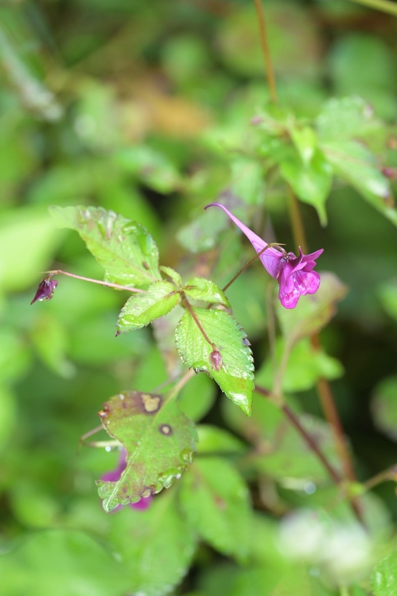 Impatiens commelinoides photo 4