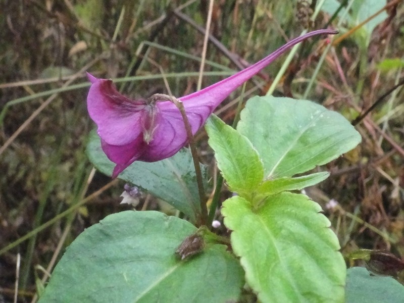 Impatiens commelinoides photo 5