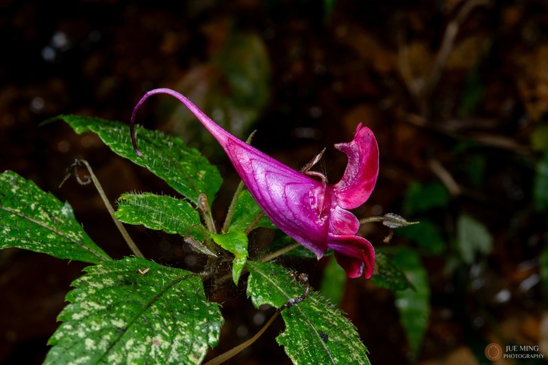 Impatiens commelinoides photo 6