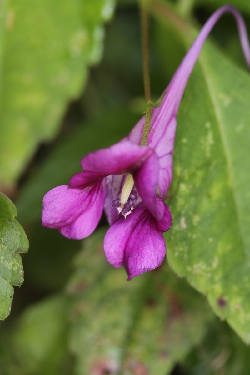 Impatiens commelinoides photo 7