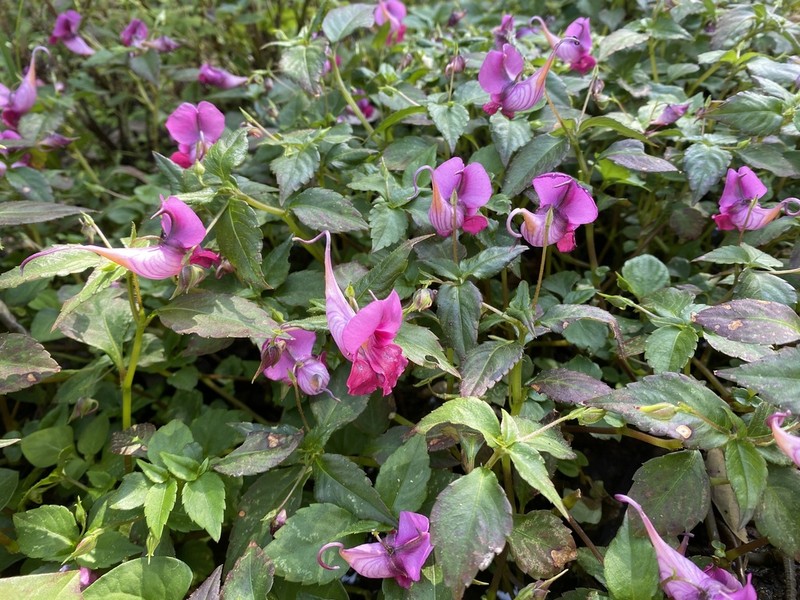 Impatiens commelinoides photo 8