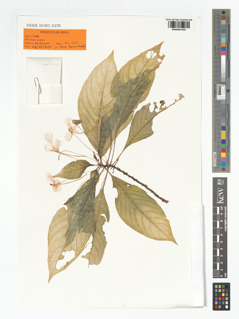 Impatiens comorensis