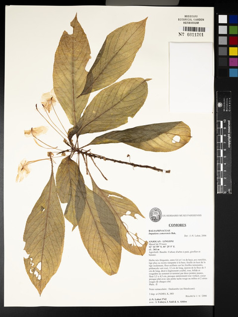 Impatiens comorensis photo 2