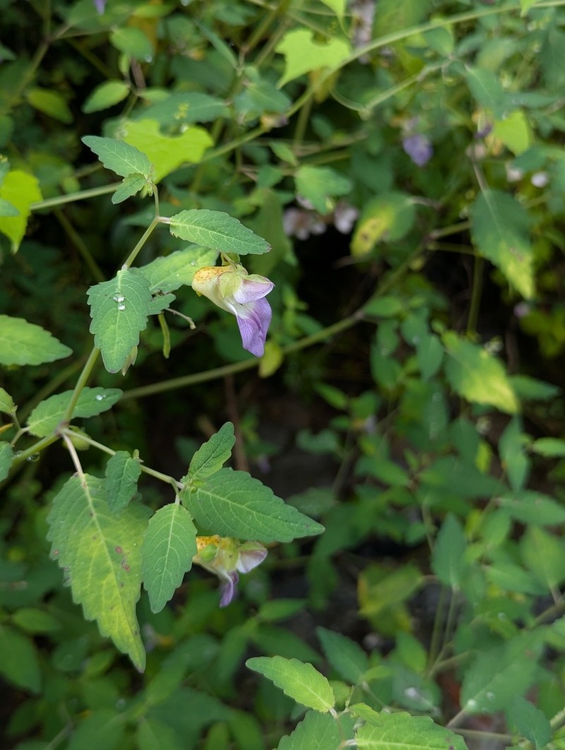 Impatiens compta