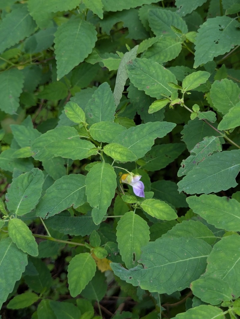 Impatiens compta photo 2