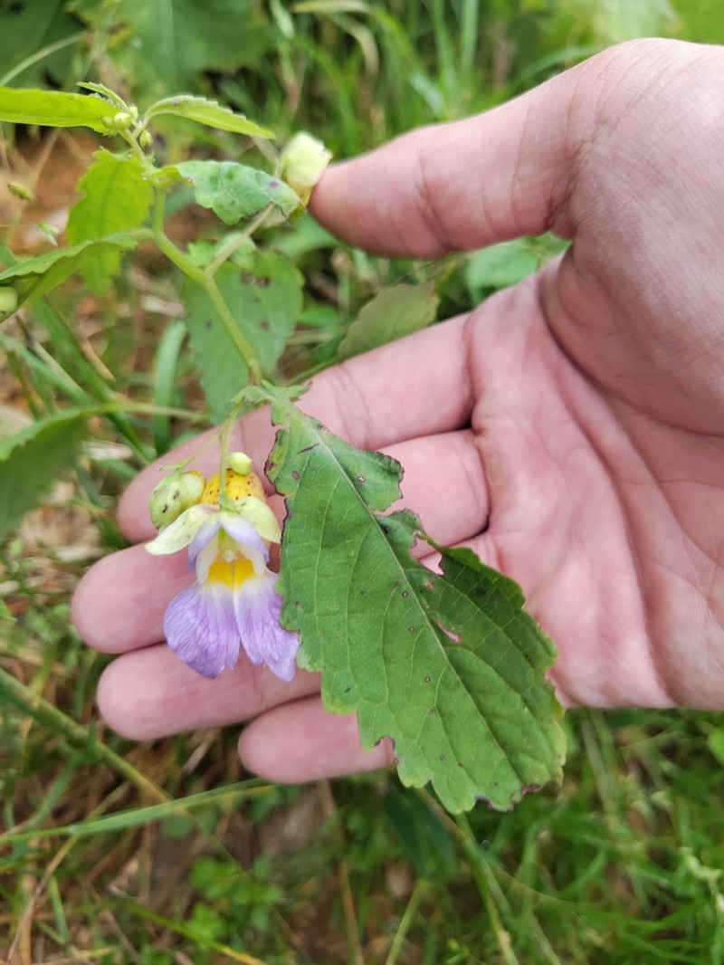 Impatiens compta photo 5