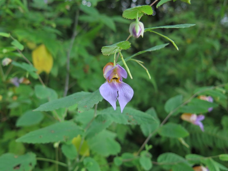 Impatiens compta photo 6