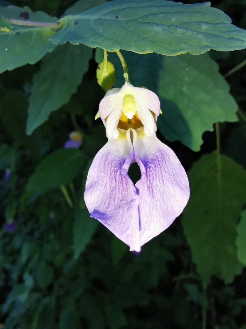 Impatiens compta photo 7