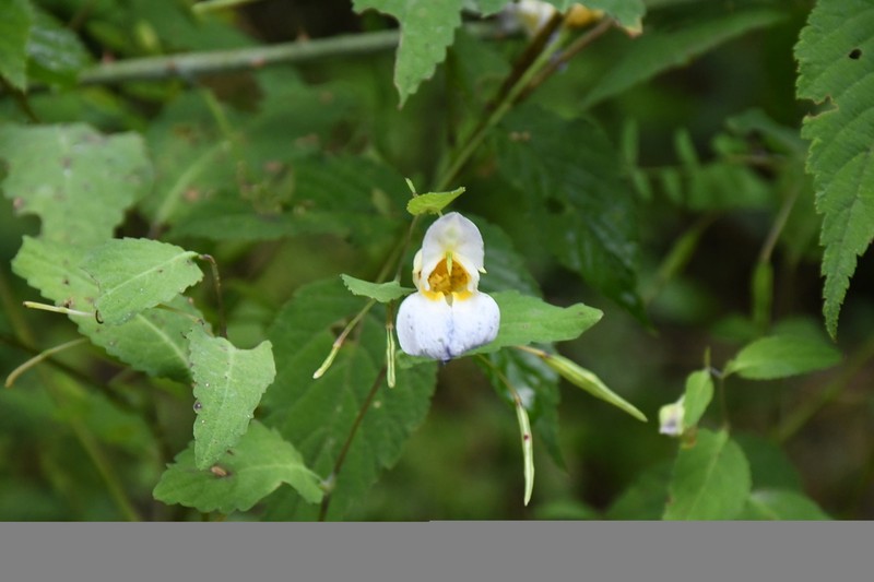 Impatiens compta photo 8