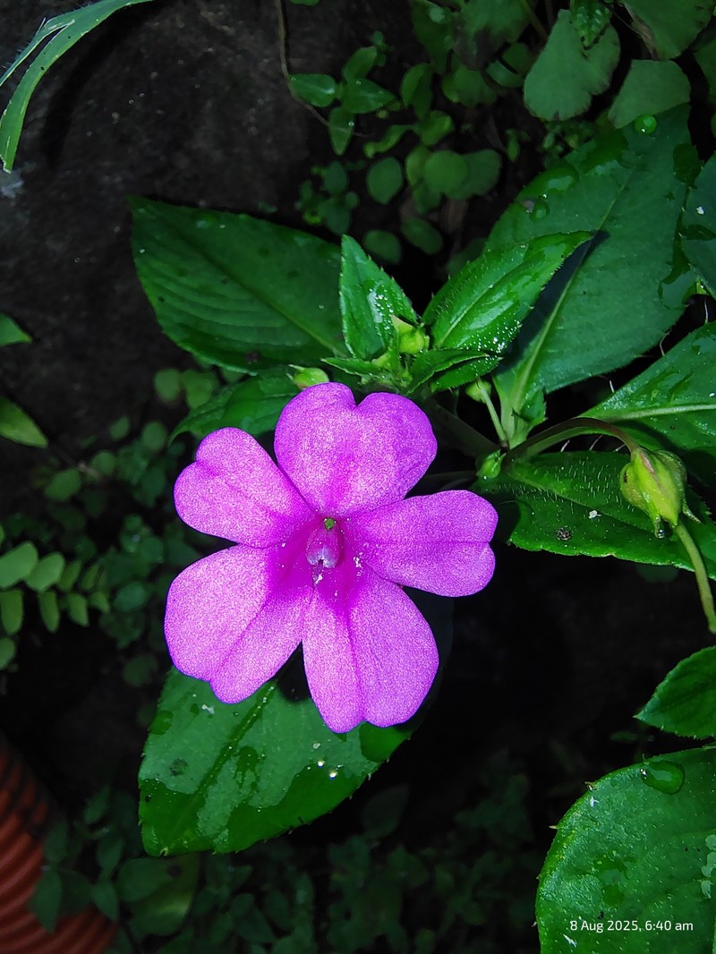 Impatiens concinna