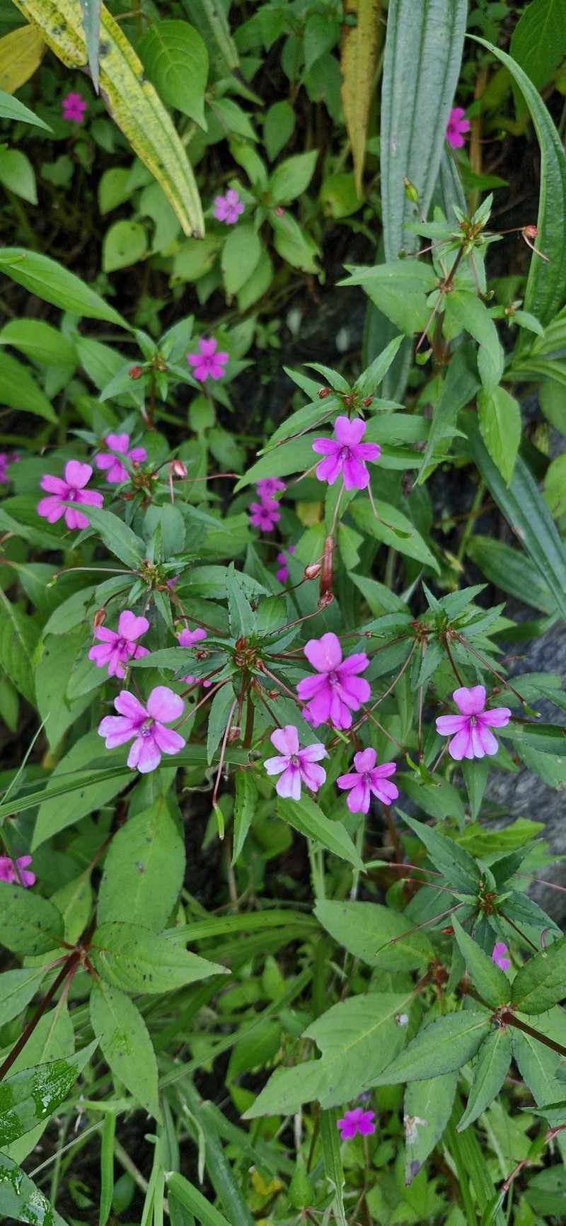 Impatiens concinna photo 2