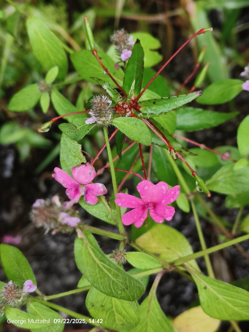 Impatiens concinna photo 4