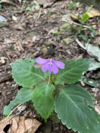 Impatiens confusa