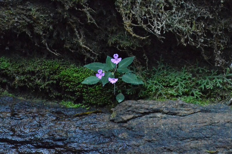 Impatiens confusa photo 2