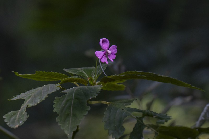 Impatiens confusa photo 3