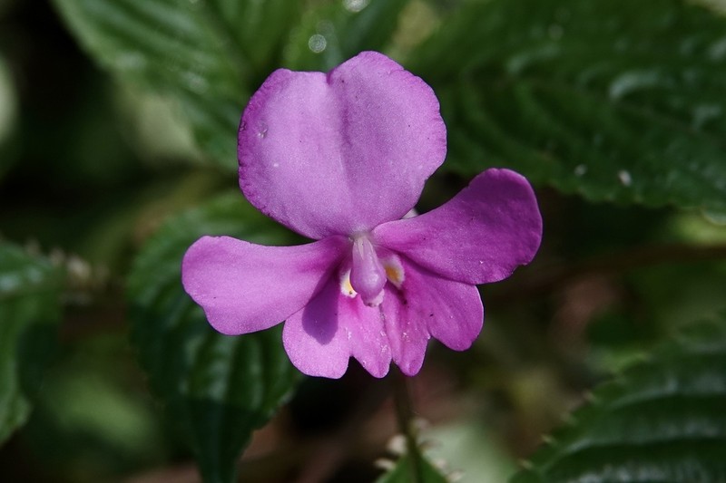 Impatiens confusa photo 4