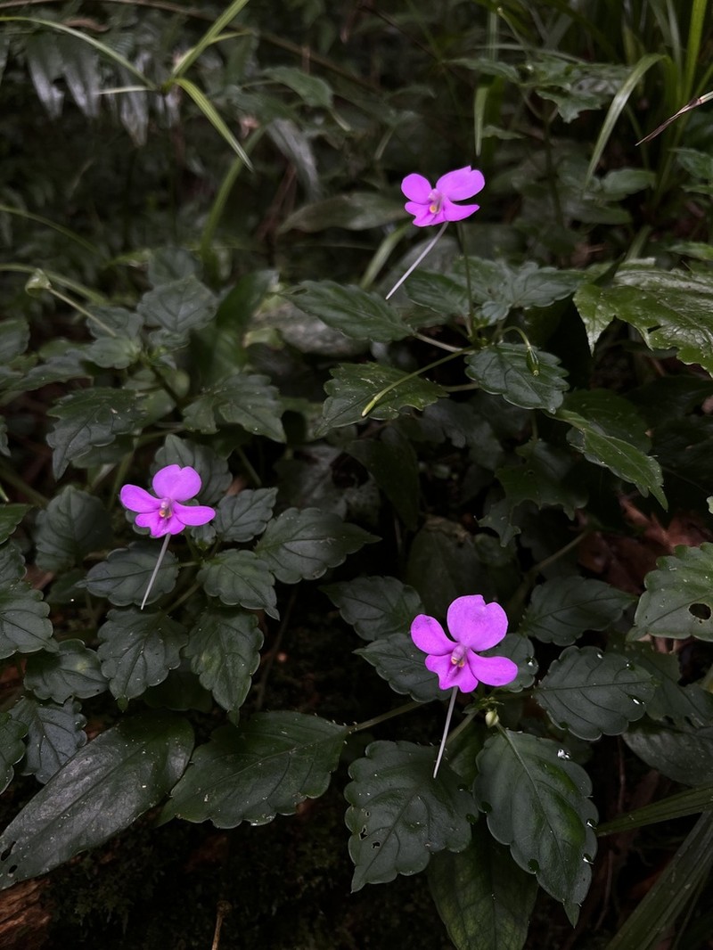 Impatiens confusa photo 5