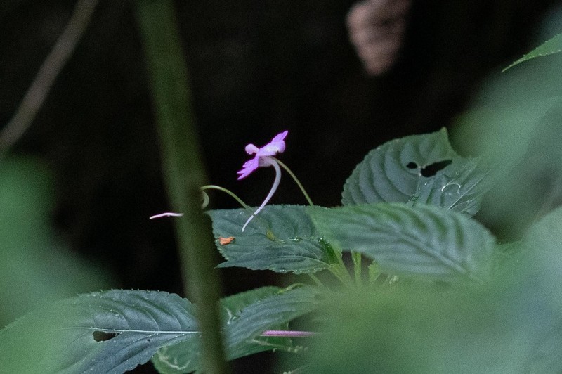 Impatiens confusa photo 6
