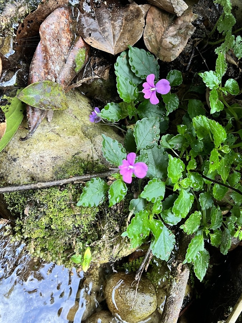 Impatiens confusa photo 7