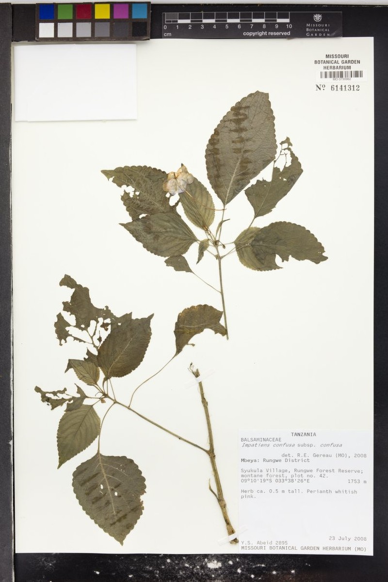 Impatiens confusa subsp. confusa